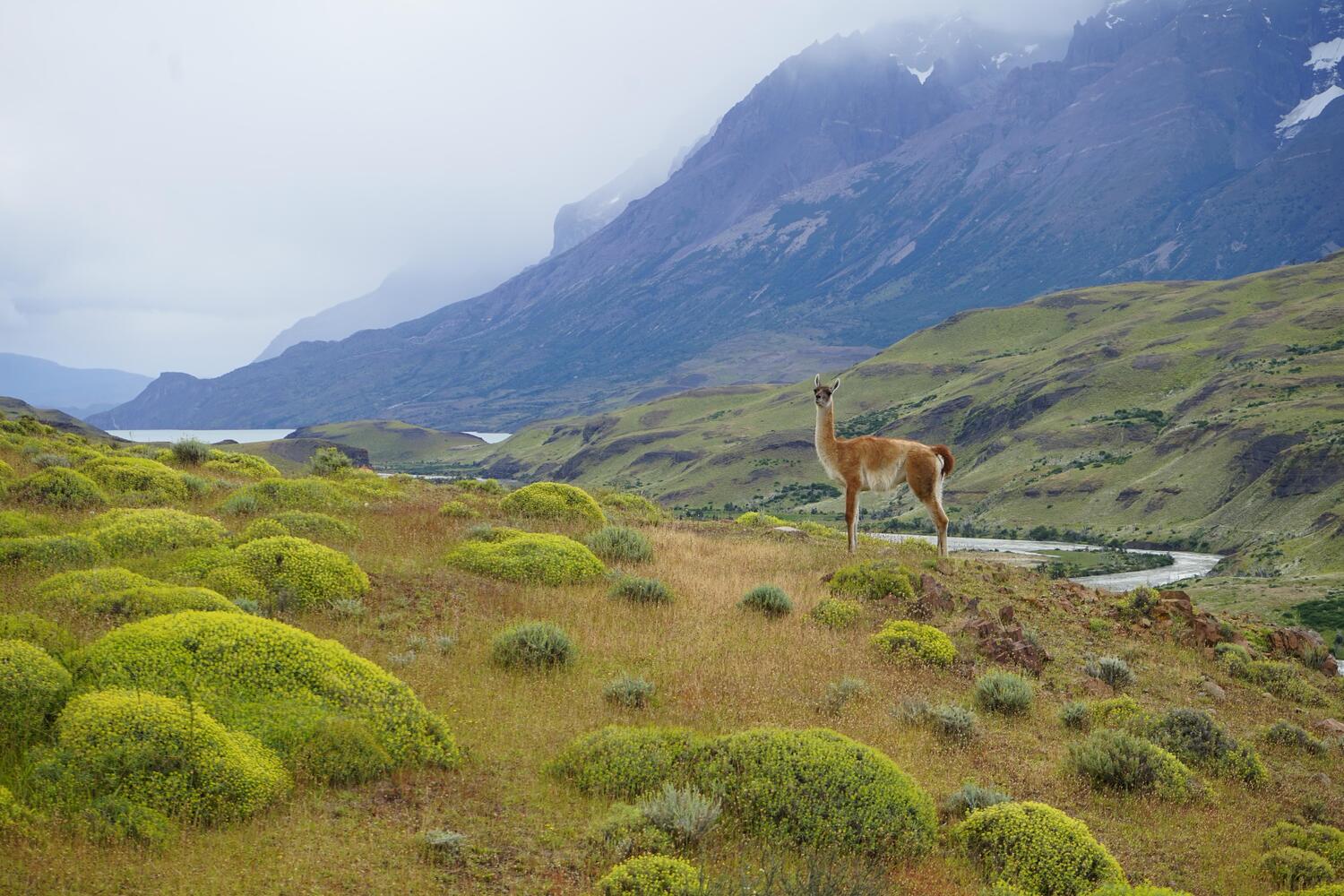 Guanaco en el parque Nacional Torres del Paine, Chile